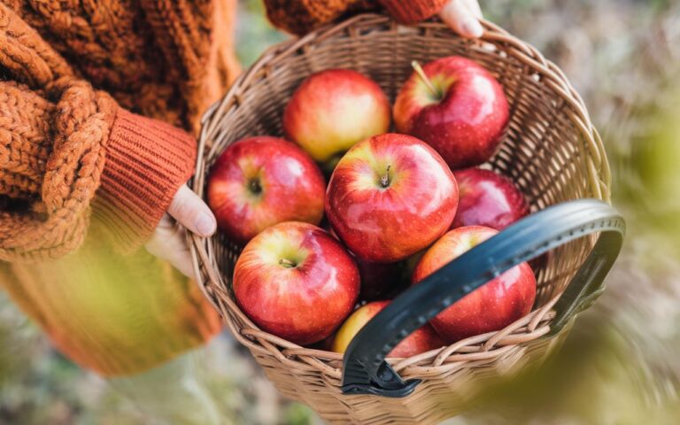 Apfelaufbewahrung: Das Gemüsefach des Kühlschranks hält sie länger frisch