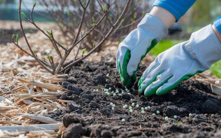 Im März Düngergabe am Fuß von Himbeer- und Johannisbeersträuchern für größere Beeren
