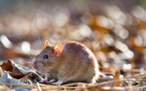 Im Winter im Garten ziehen diese gängigen Pflanzen Ratten an: Vorsichtsmaßnahmen, die zu treffen sind