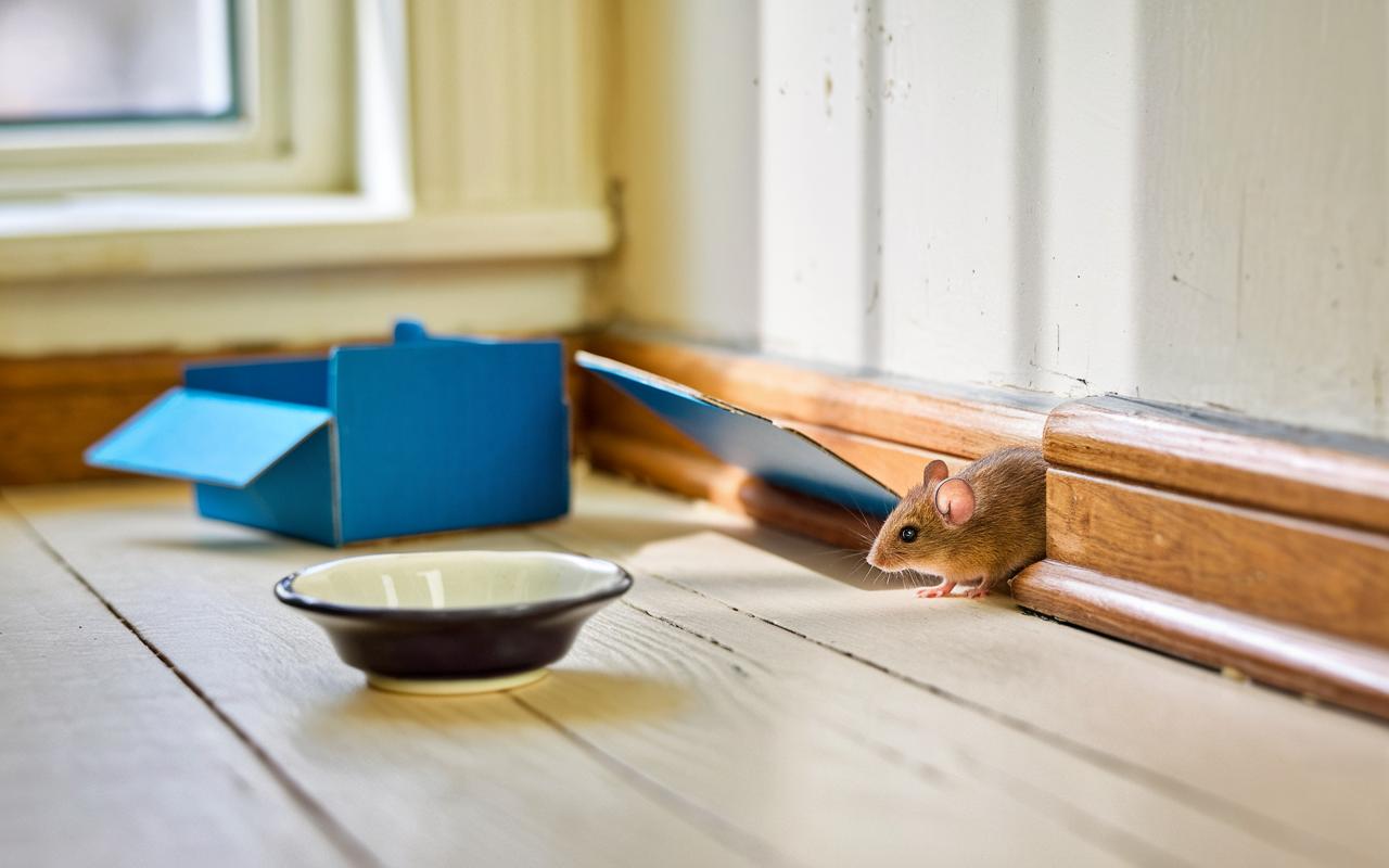 Ratten im Haus: Natron, der natürliche Trick, um sie zu vertreiben