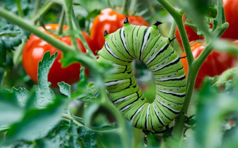 Tomatenwürmer im Gemüsegarten: Warum erfahrene Gärtner dazu raten, sie zu lassen