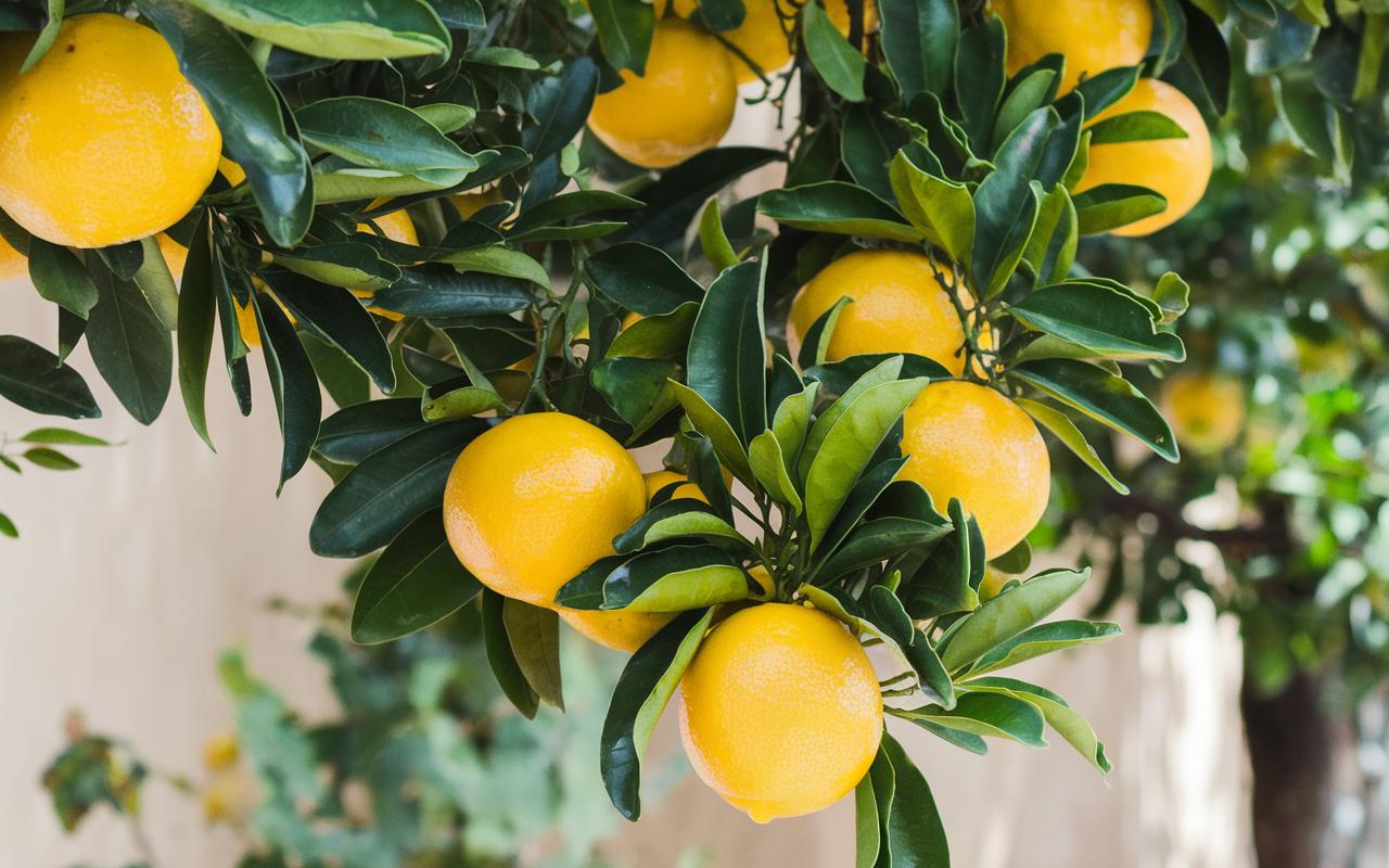 Zitronenbaum: die Boost-Technik im Frühling (laut Ok Diario), um sein Wachstum zu beschleunigen